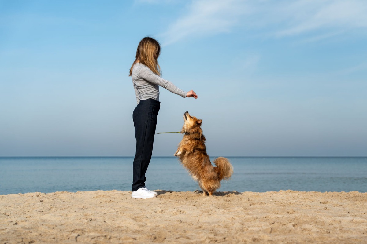 リードをつけて歩く中型犬
