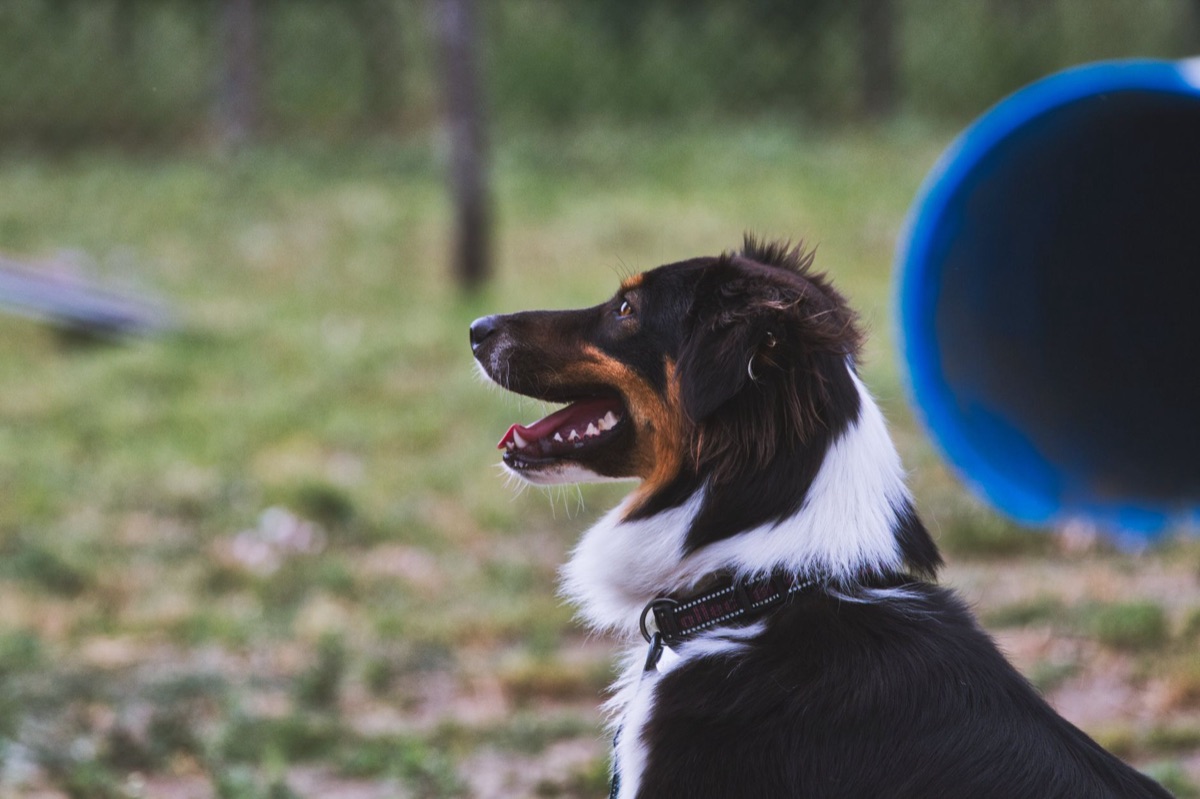 小規模なアジリティを楽しむ小型犬