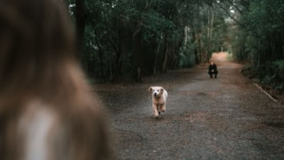 Meer dan een wandeling: Mentale uitdaging voor herdershonden