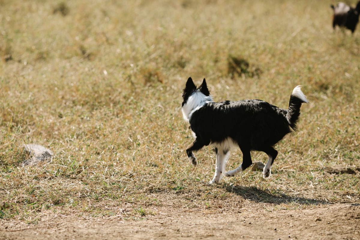 Border Collie herderend op het veld