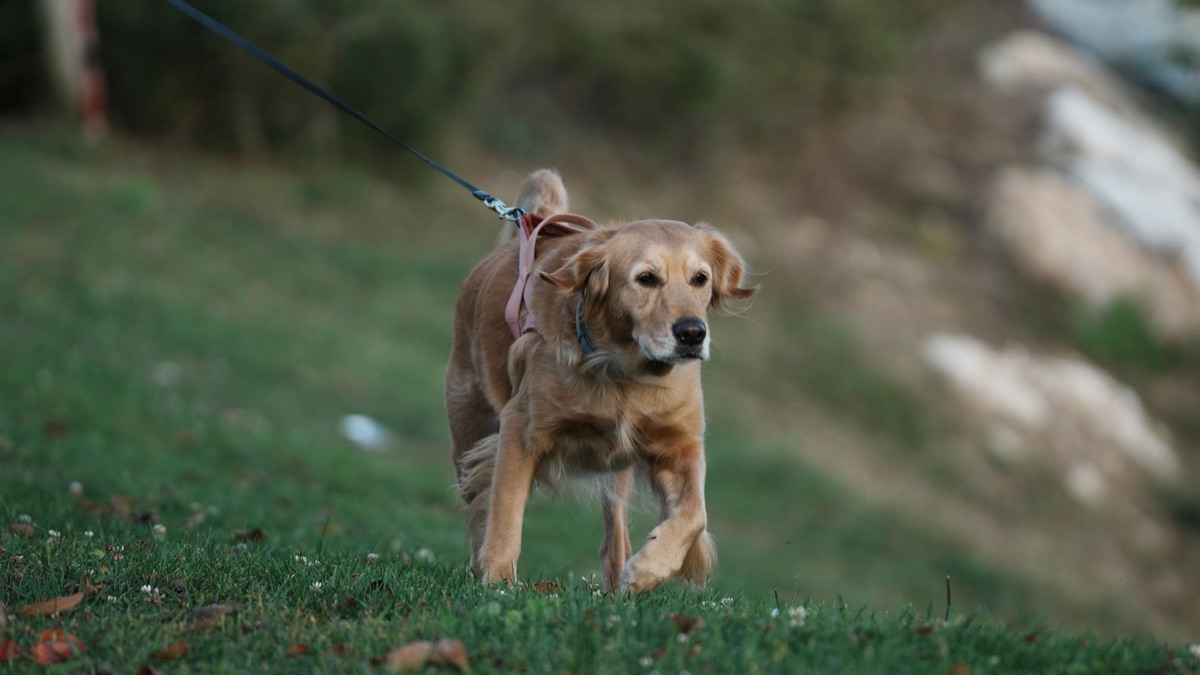 Caminhada de cães em gramado