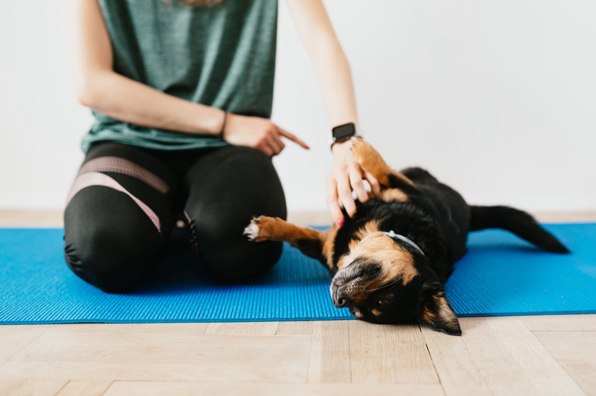 Treinamento de agilidade para cães pequenos