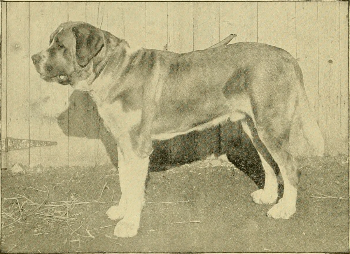 Title : The dog and how to breed, train and keep him. Containing articles on the breeding, training and keeping of the dog, as well as the history, description,