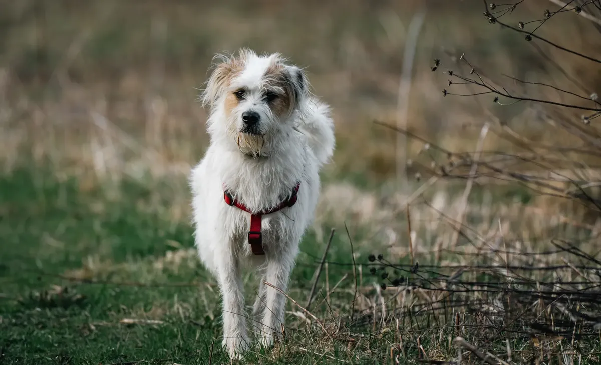 A white terrier mix dog on a grassy field, wearing a red harness.