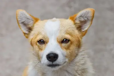 Dog tear stain causes: Guide to keeping coat clean