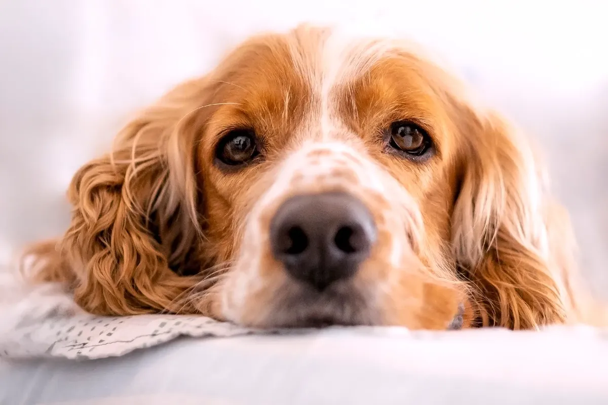 静かなコッカー・スパニエルが室内で休んでいる様子。