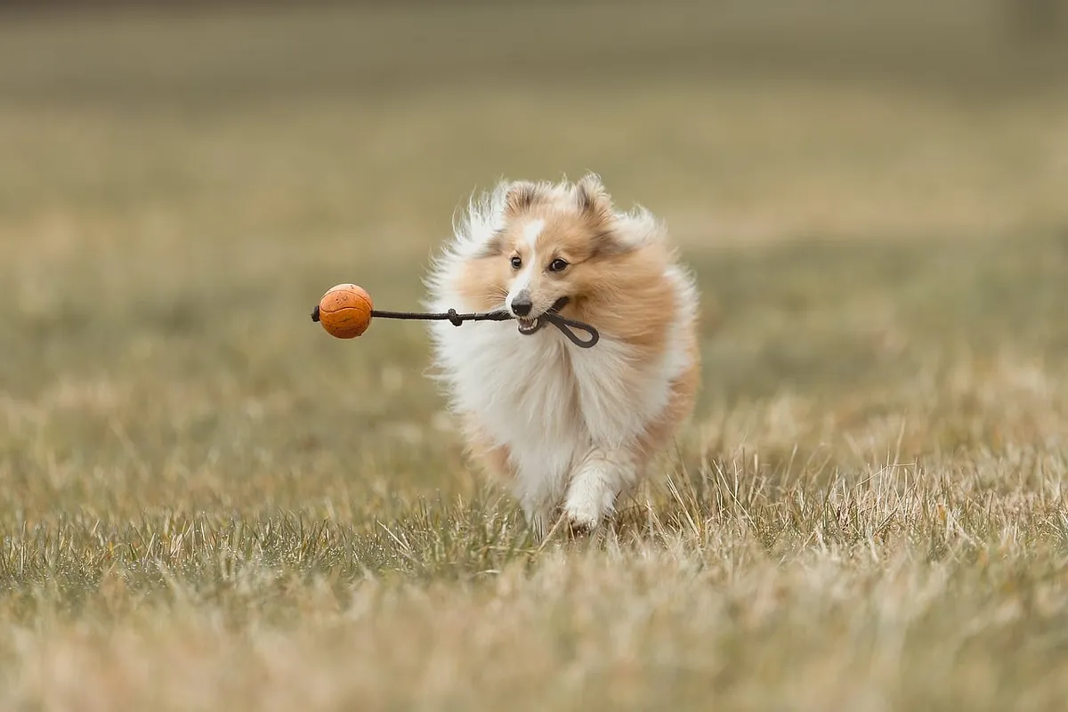 dog, animal, domestic animal, nature, pet, mammal, domestic dog, cute, sheltie, forest