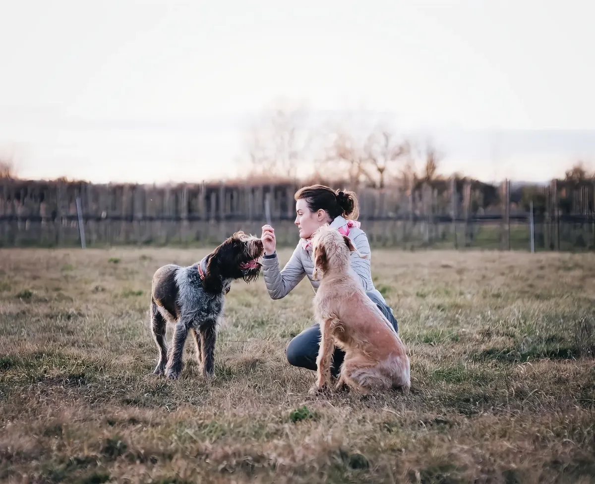A woman interacts with two dogs in a grassy field, showcasing training and companionship.