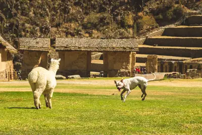 Alpaca Azul Sangue Azul: 168 kg guia sobre porte e temperamento