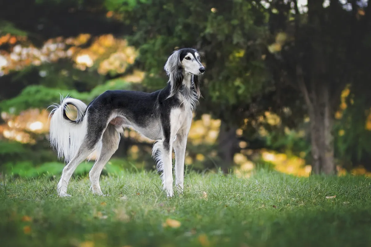 nature, dog, greyhound, saluki, pet, animal, love, loyal, colors, race, happy, the persian greyhound, purebred dog, pets, dog, dog, dog, dog, dog, greyhound, sa