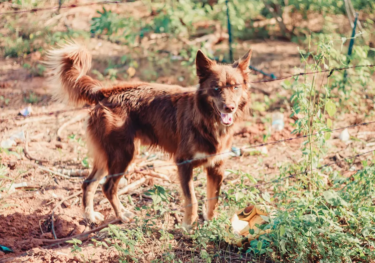 A beautiful brown dog enjoying the sun outdoors, surrounded by green plants.