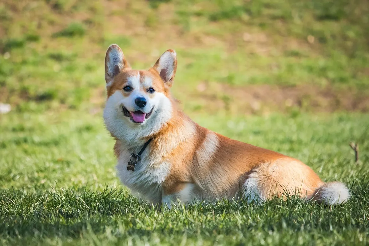 dog, corgi, pet, cute, pedigree, animal, adorable, spring, nature, corgi, corgi, corgi, corgi, corgi