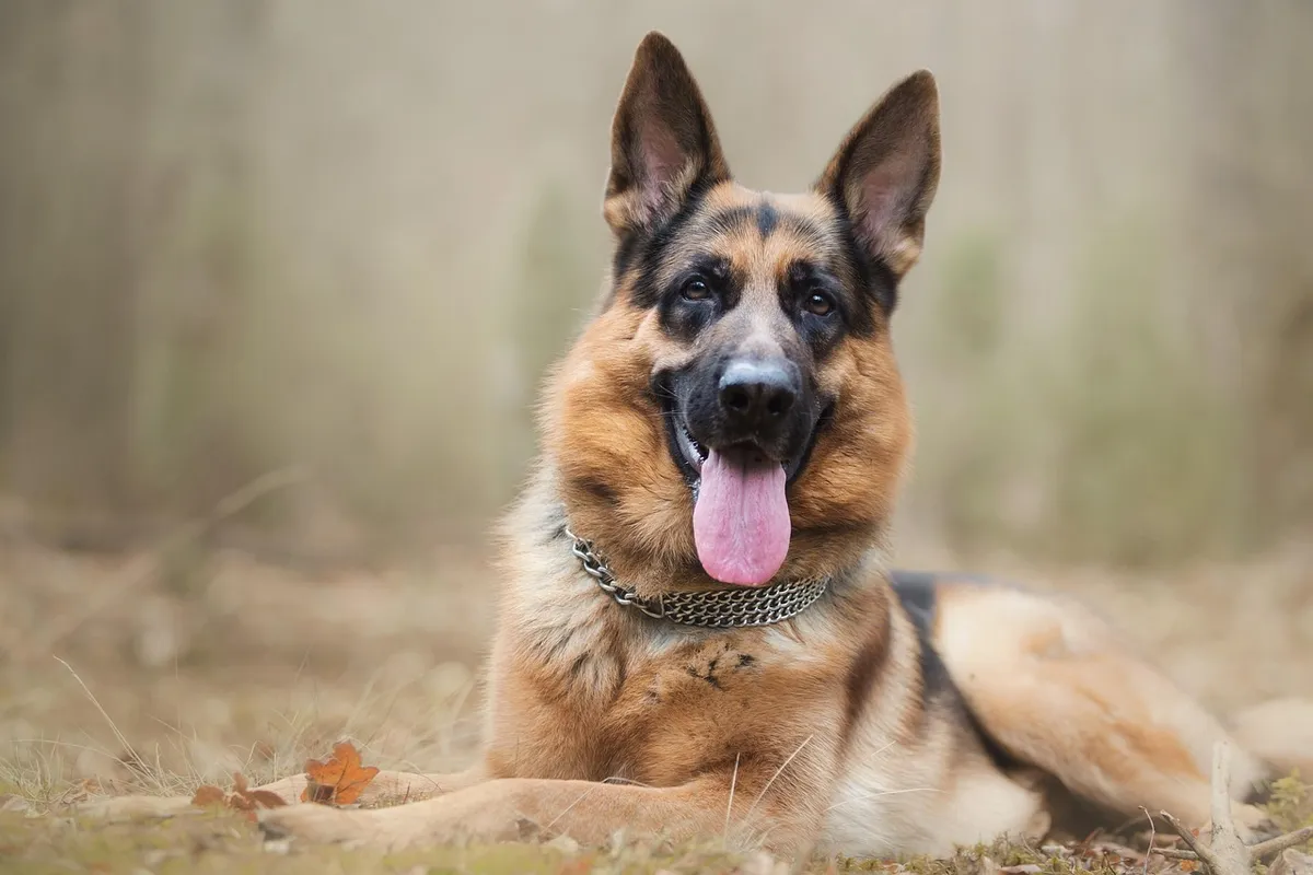 dog, shepherd, animal, pet, nature, puppy, canine, breed, brown dog, brown puppy, brown pets