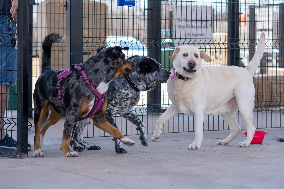 Dogs playing together in a fenced dog park area, showcasing playful interaction.