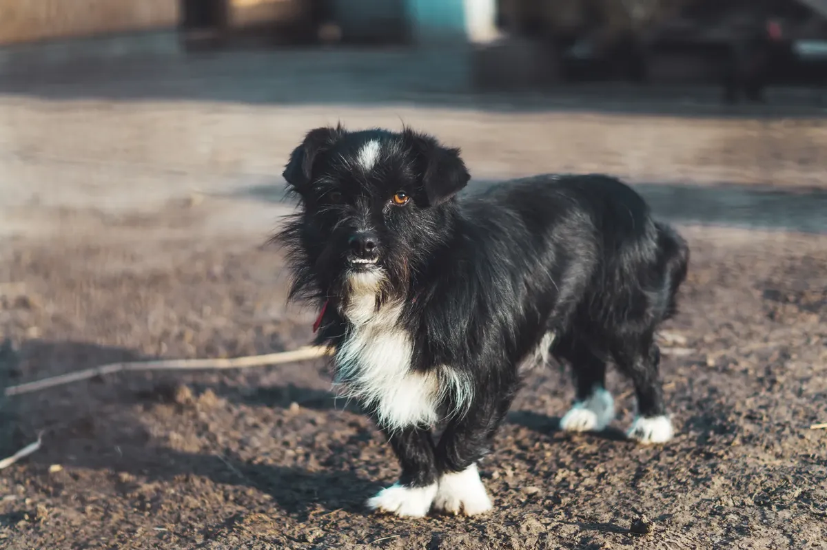 Close-up of an alert black and white terrier dog standing on a dirt path in sunlight.