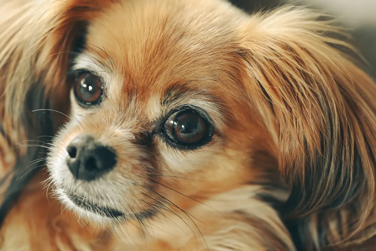 Capture of a small, fluffy dog with attentive eyes and soft fur, exuding warmth and charm.