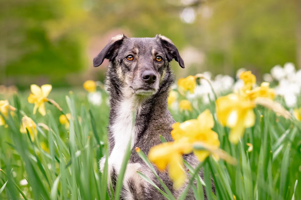 hybrid, nature, flower background, dog, pet, beautiful flowers, animal, mixed breed dog, attention, spring, flower wallpaper, flowers, daffodils, domestic dog,