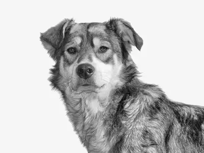Cão de serviço: guia para convívio harmonioso com 28 dicas