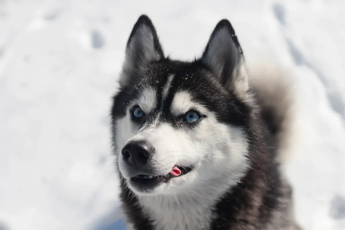Charming Siberian Husky with blue eyes in a snowy winter setting, capturing the essence of cold beauty.