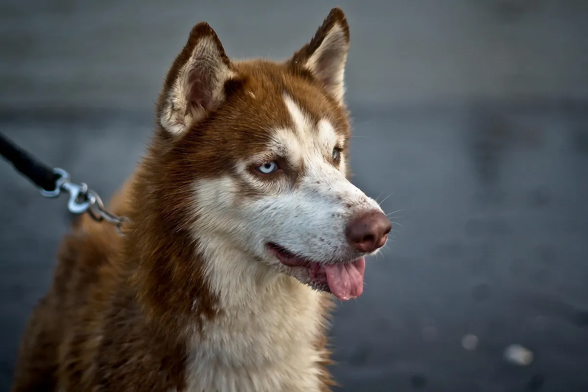 animal, dog, pet, puppy, canine, mammal, nature, fur, breed, siberian husky
