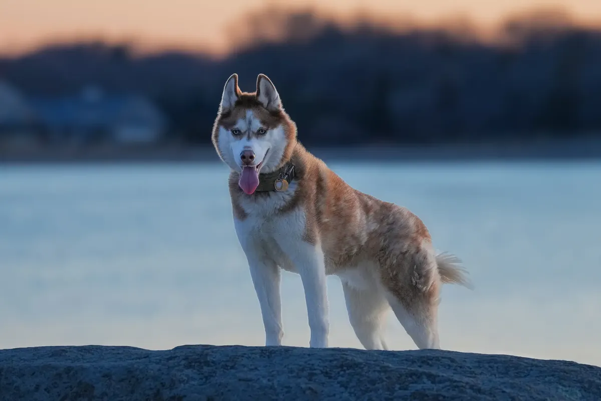 Siberian Husky standing on a rock at Cove Island Park, Stamford, CT, at dusk.