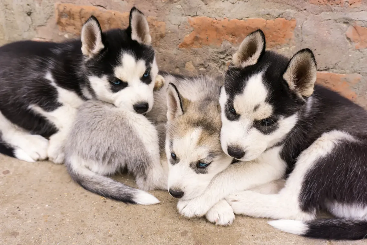 Three Siberian husky puppies with blue eyes lying on a brick pavement.