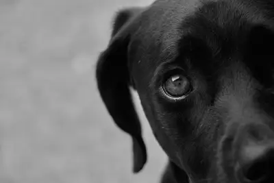 Dog behavior analysis: Guide for harmonious home