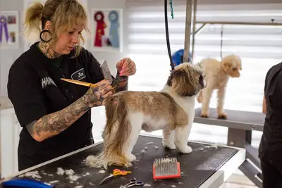 Entretien pelage chien conseils : Brossage pour un pelage au top