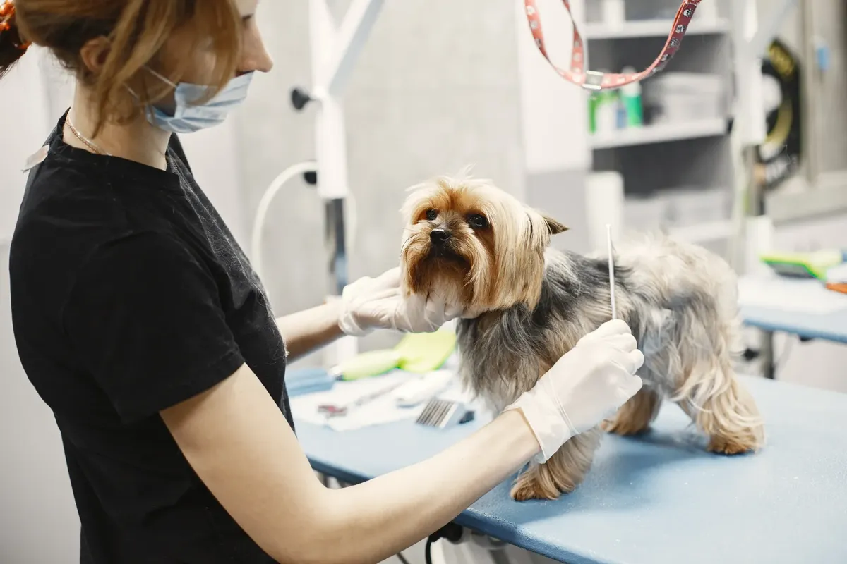 A veterinarian grooming a Yorkshire Terrier indoors at a clinic.