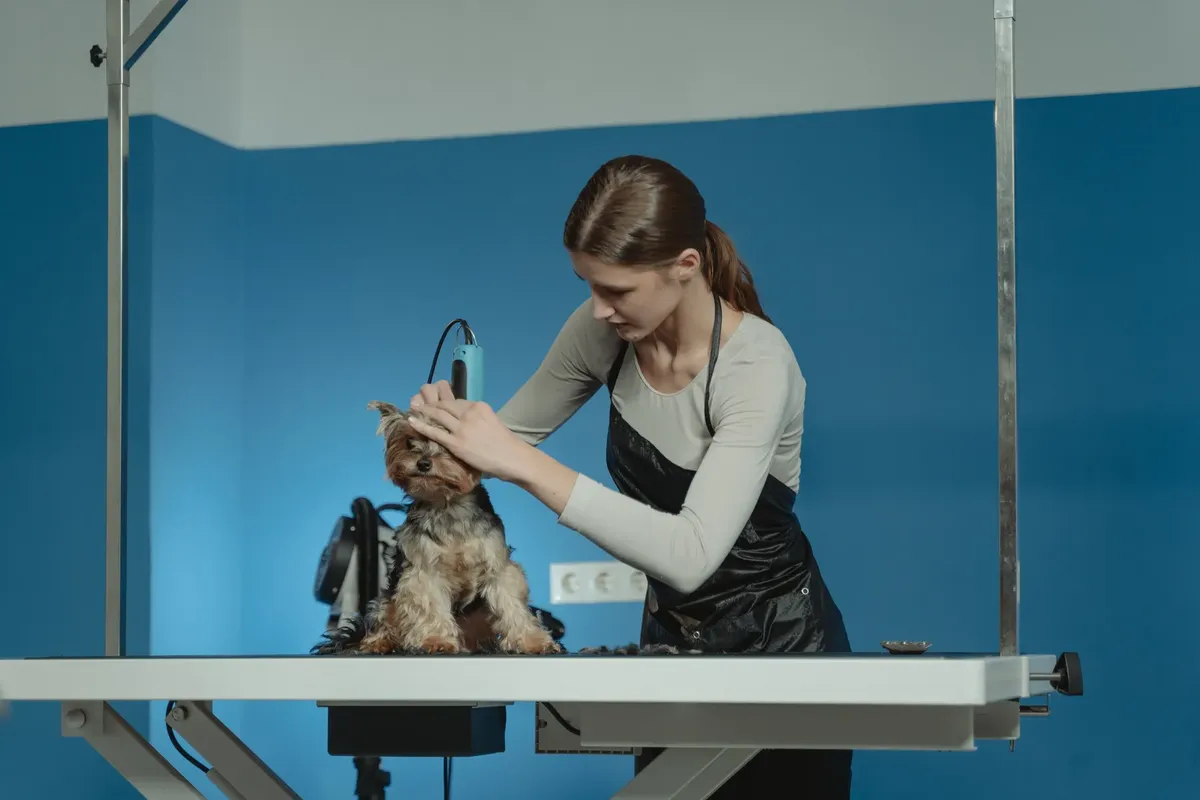 Groomer giving a Yorkshire Terrier a haircut in a grooming salon.