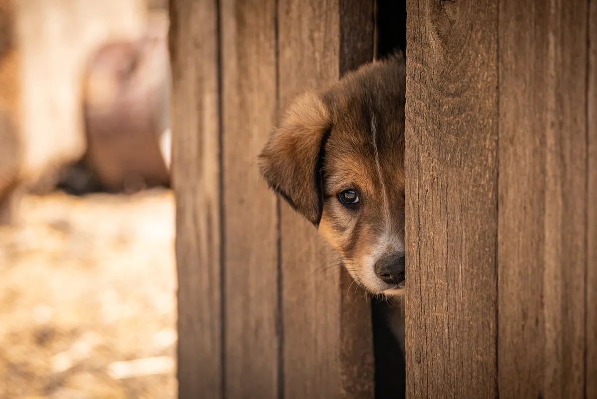 pet, dog, adopted, adoption, animal, cute, shelter, puppy, afraid, nature, alone
