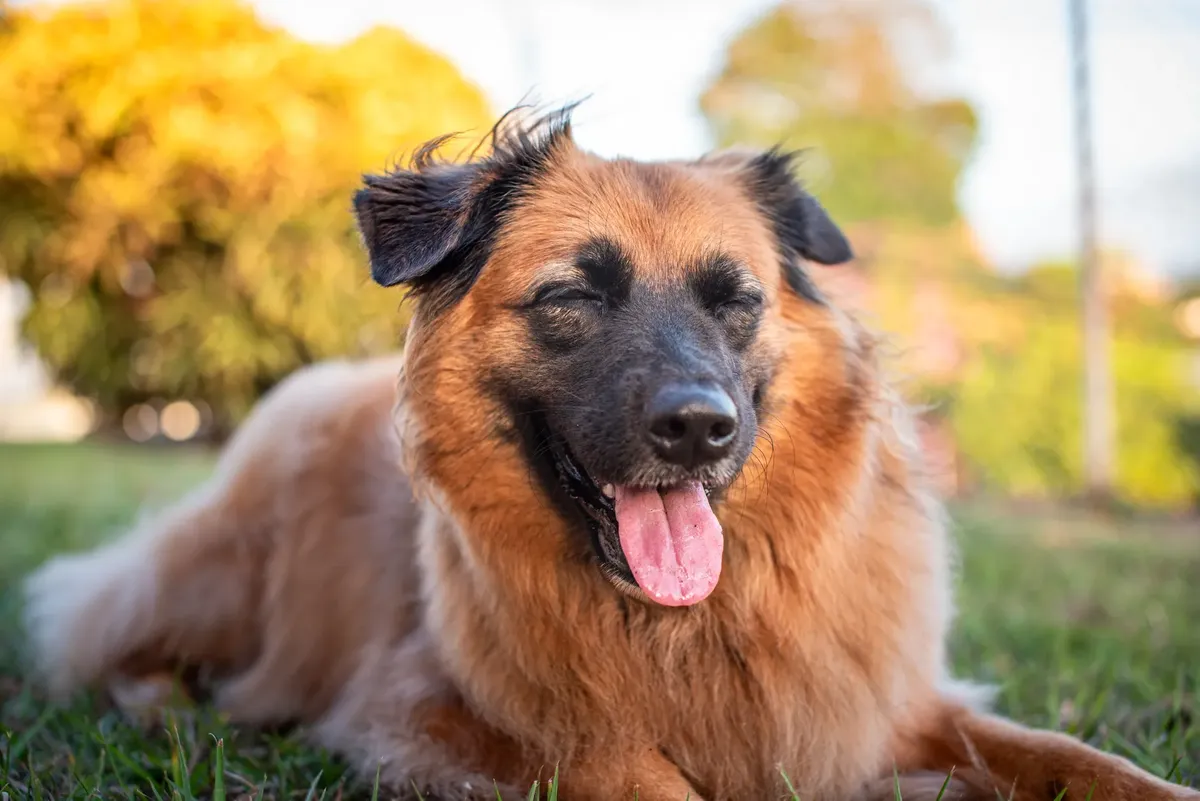 A joyful brown dog enjoying a sunny day in Trinidad and Tobago, lying on the grass.