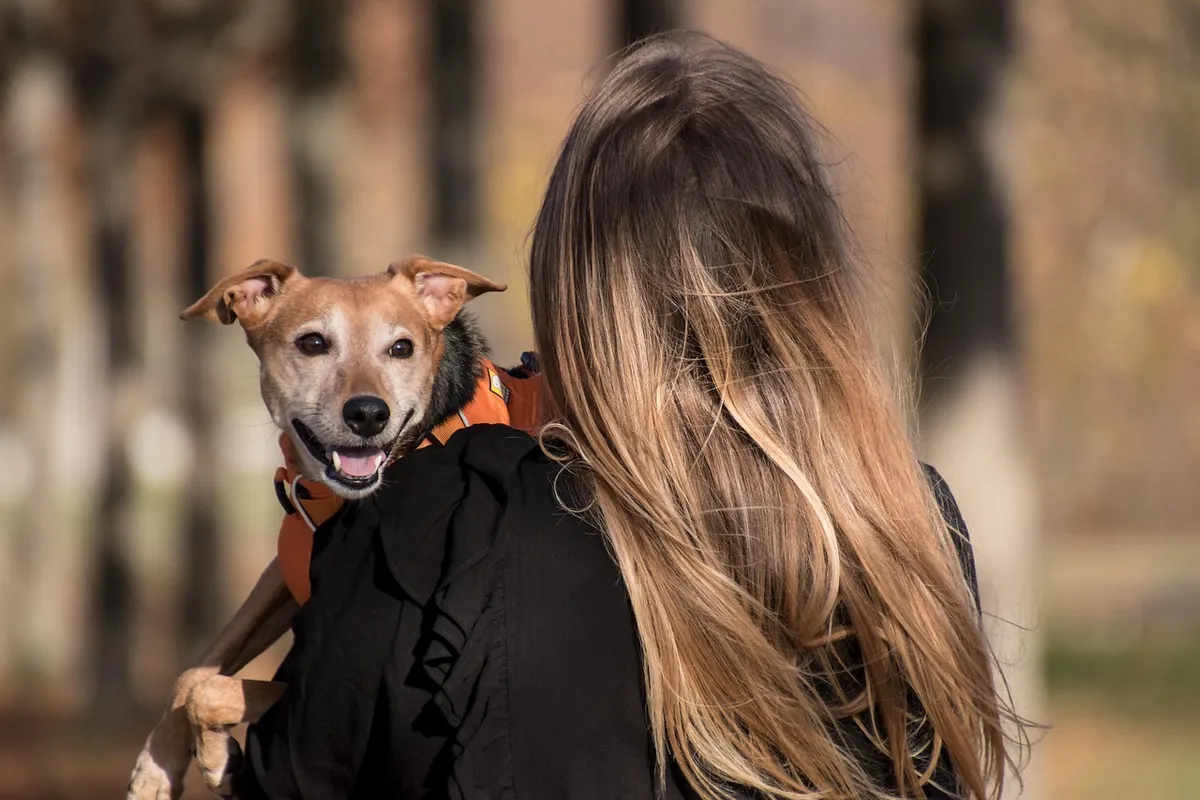 dog, pet, pet owner, animal, owner, domestic dog, canine, harness, dog harness, mammal, nature, cute, adorable, woman, female, outdoors, Saxony, Germany, Leipzi