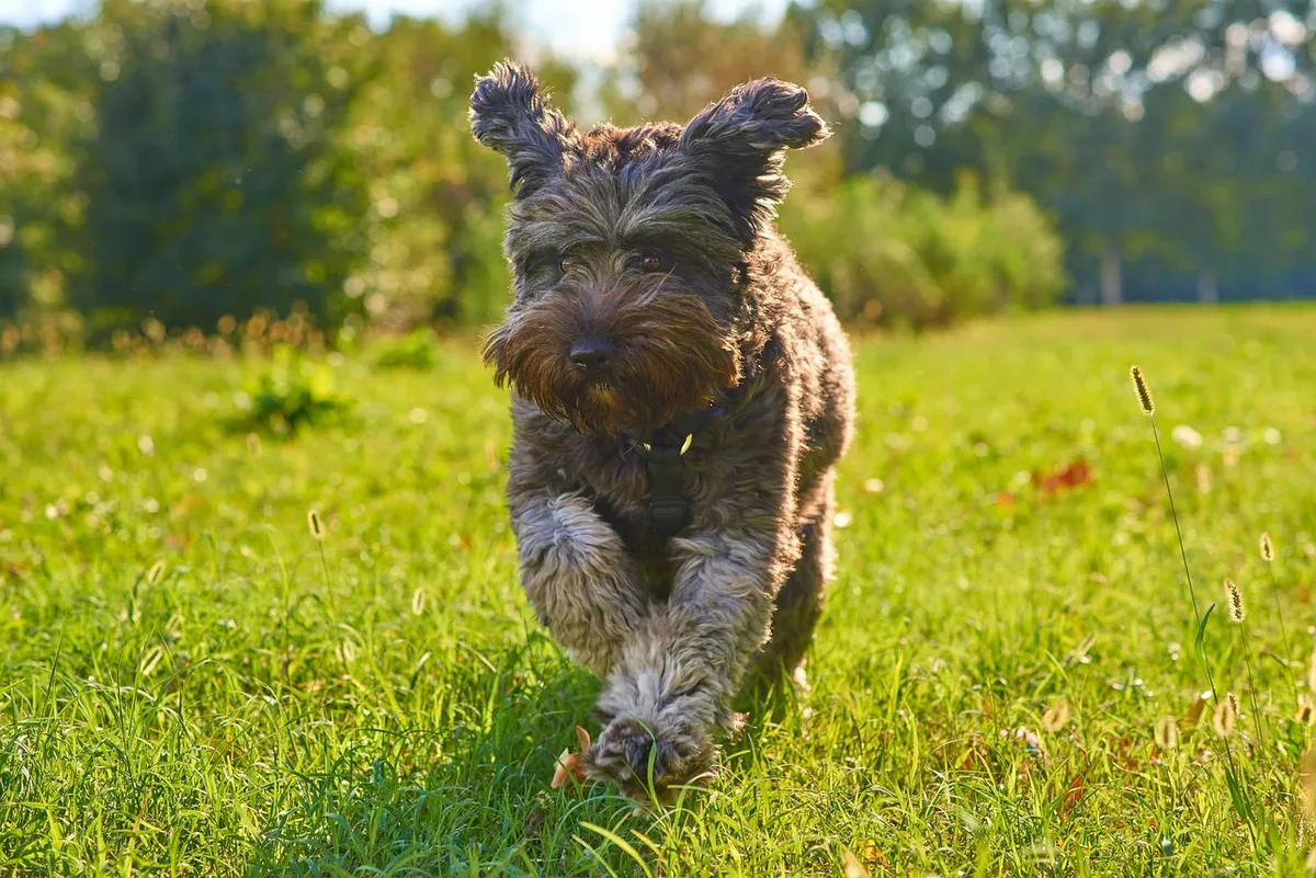 dog, park, puppy, animal, running, grass, nature, pet, canine
