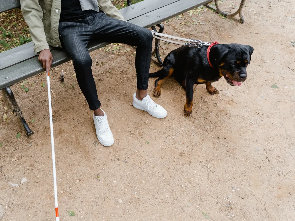 白色棒を使用した男性が公園のベンチに座り、ロットウェイラーのガイド犬と一緒にいます。