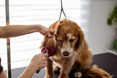 9,3 anos: como monitorar riscos Cuidados saúde cão raça