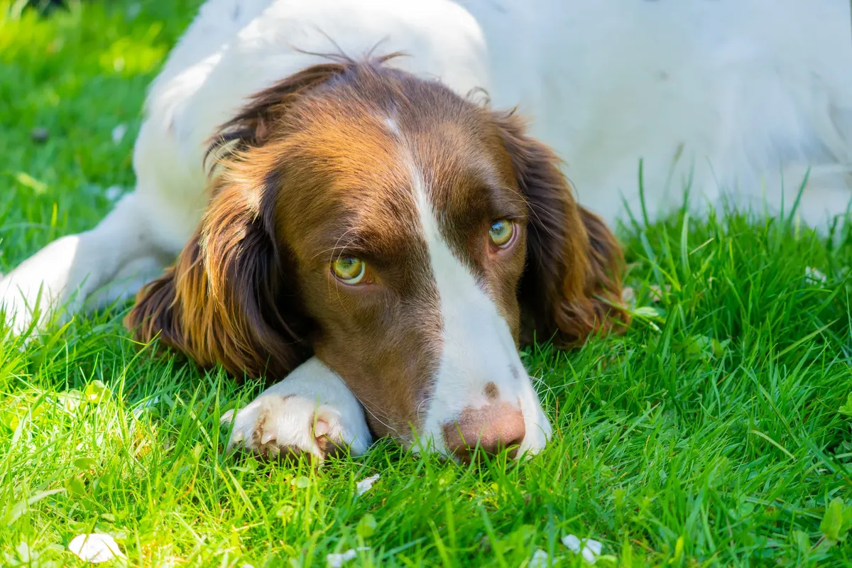 Cute Springer Spaniel dog lying on lush green grass enjoying a sunny day outdoors.