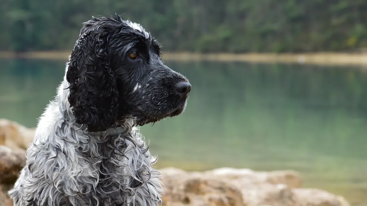Close-up of a wet Russian Spaniel dog sitting by a calm lake, showcasing its profile.