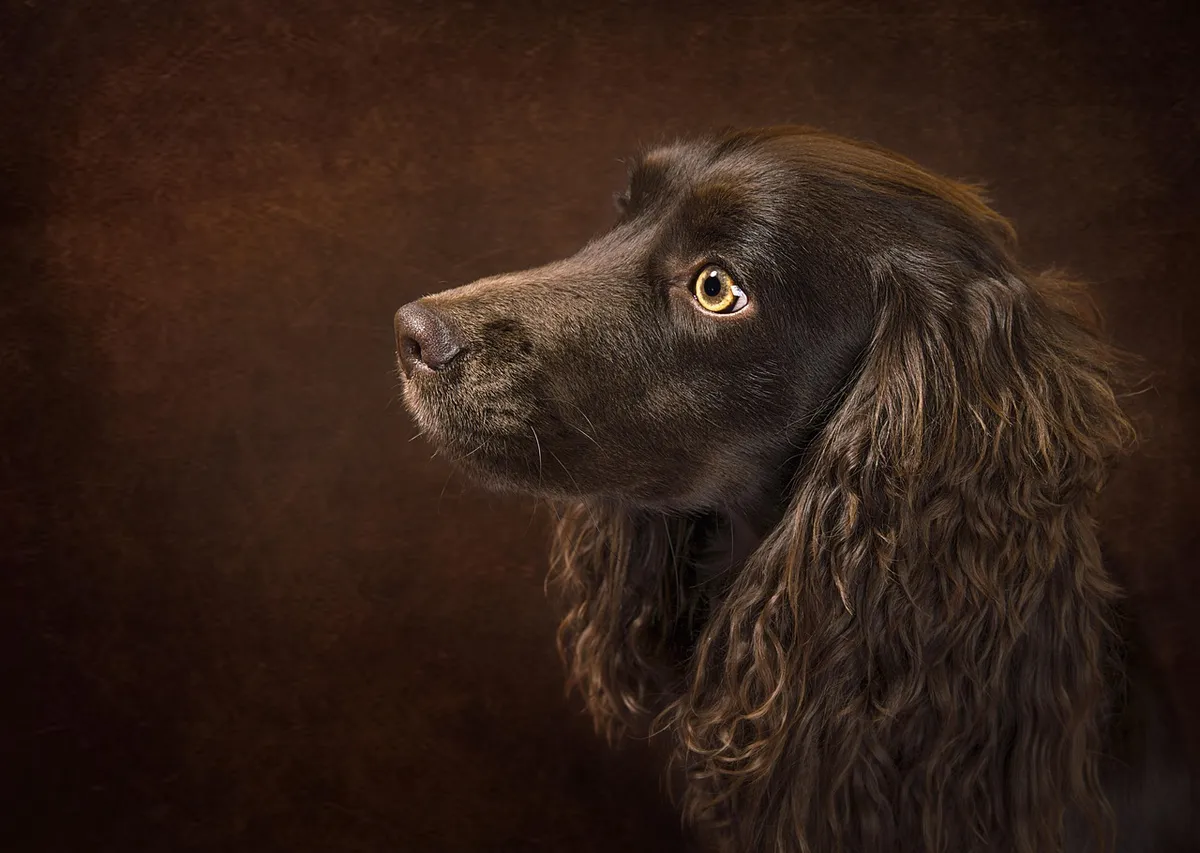 animal, nature, boykin spaniel, dog, pet, canine, mammal, breed, fur