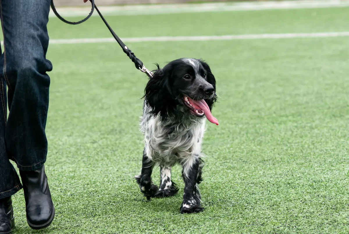 Russian spaniel on leash walking on green grass with owner in jeans.