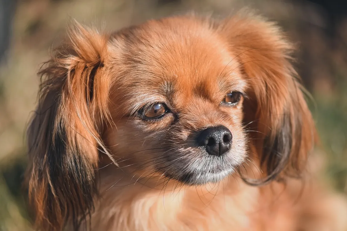 animal, pet, dog, mammal, nature, canine, fur, breed, tibetan spaniel