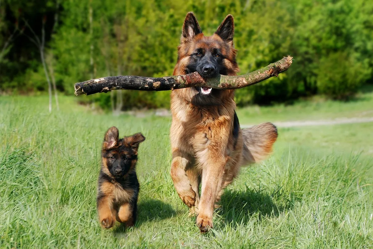 牧羊犬、狗、自然、家養動物、動物、狗幼崽、小狗、年長與年幼、老德國牧羊犬、寵物、幼犬