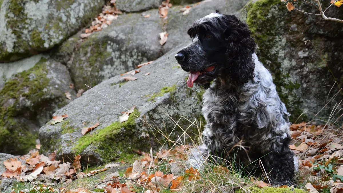 An English Cocker Spaniel dog sitting among mossy rocks and fallen leaves in a forest.