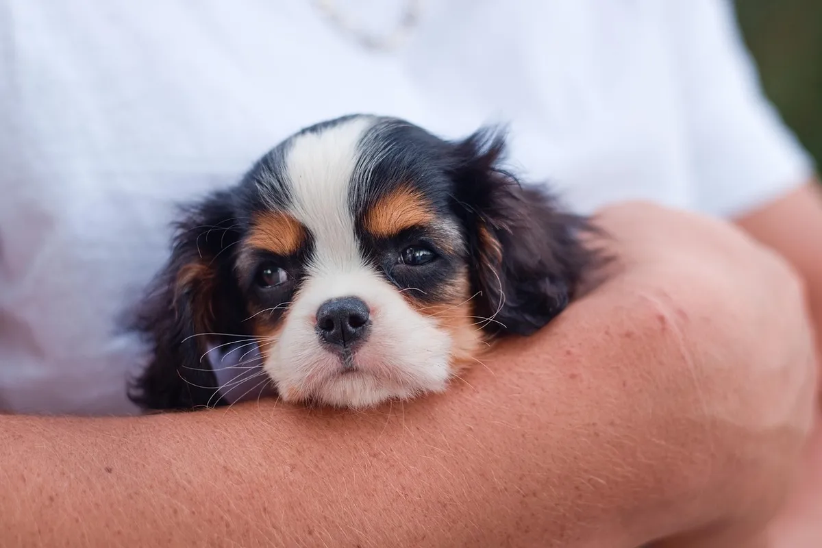 dog, puppy, cavalier king charles spaniel, pet, nature, animal, canine, cute