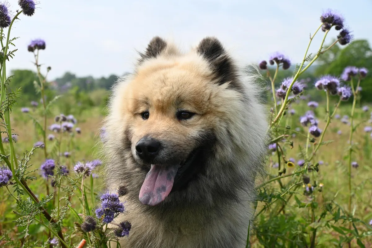 犬、犬類、寵物、朋友、品種、動物、哺乳類、歐洲獵犬、歐洲獵犬奧拉夫、幼年駱駝、自然、伴侶犬、犬、犬、犬、犬、犬