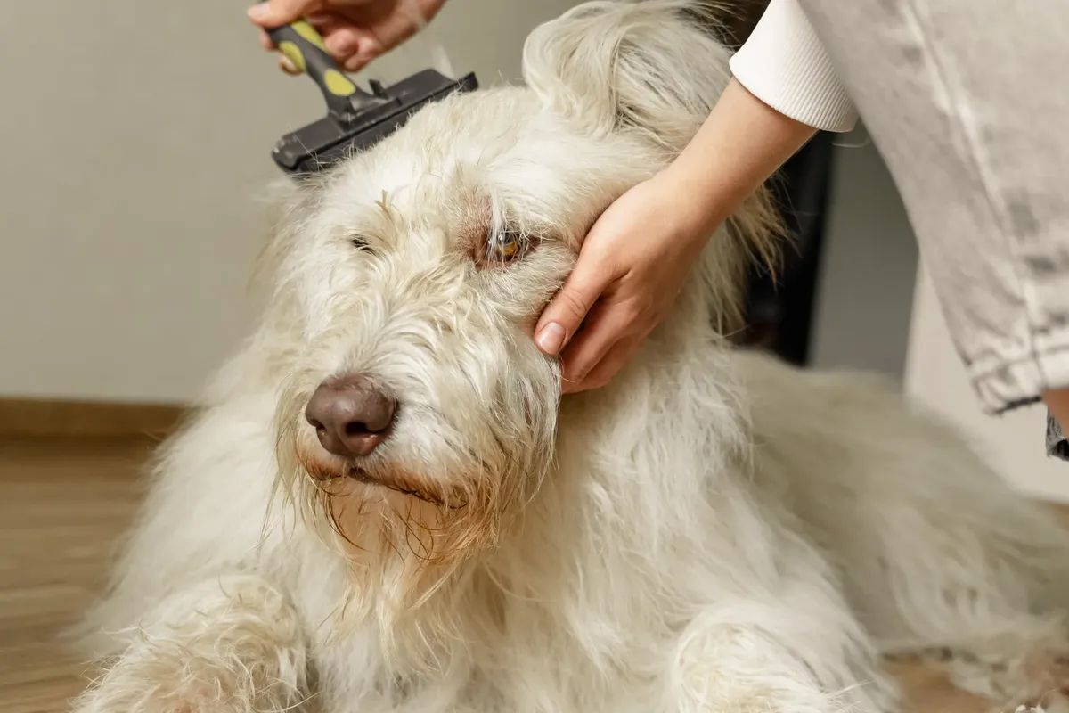 特寫一名人士輕柔地為一隻豐滿毛髮的大型犬進行梳毛，展現關懷與陪伴