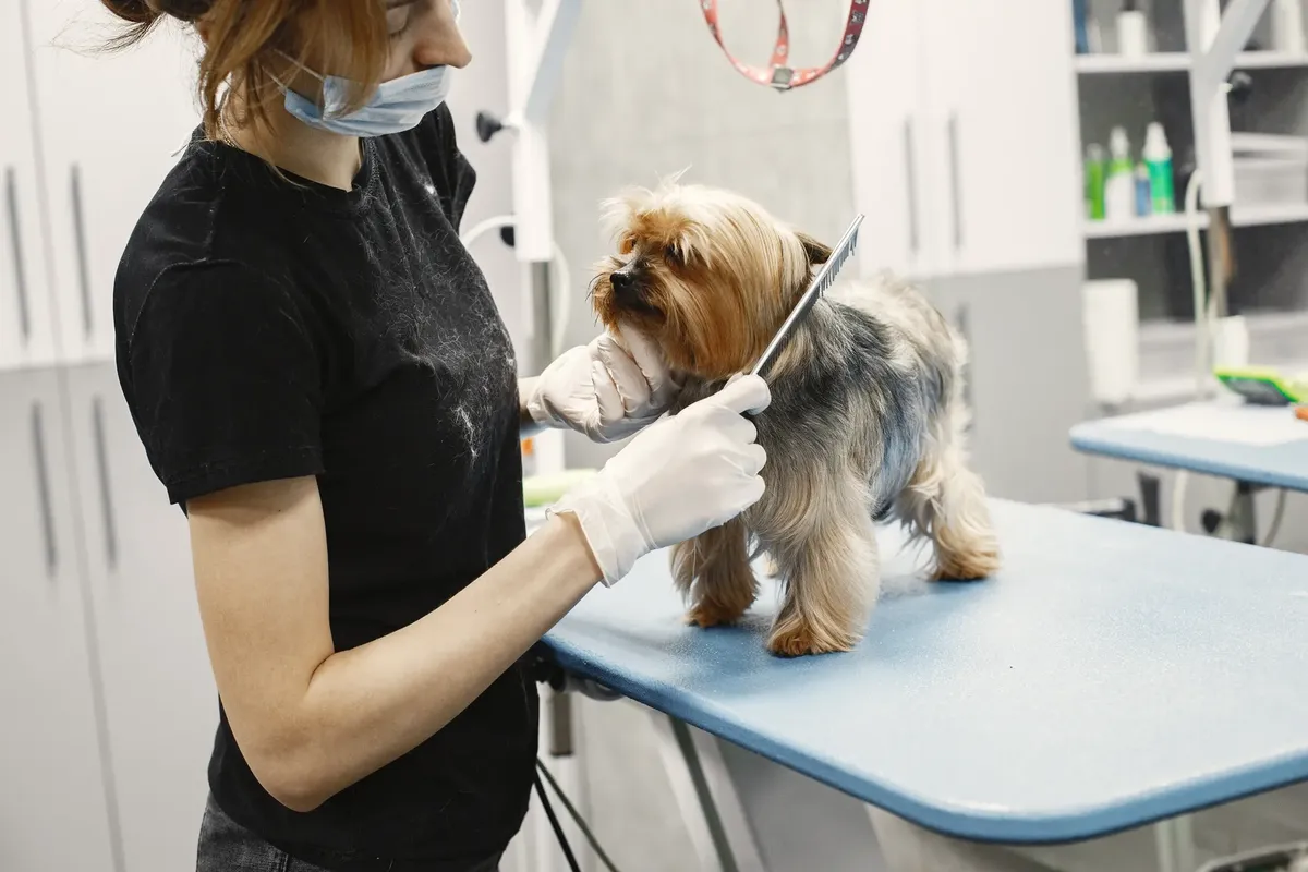シャンプー師が現代的なペットサロンの中で小さな犬の毛を切っている様子