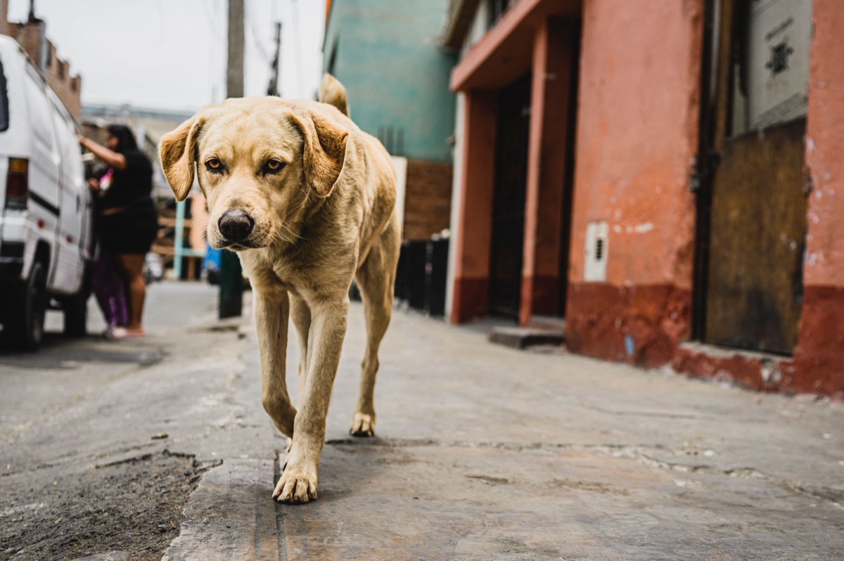 Un cane cammina fuori casa nel pomeriggio