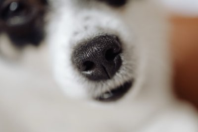 Fact Pack: Guia de 1 passo para artigos caninos detalhados guide